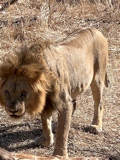 Male Lion Encounter in Kruger National Park
