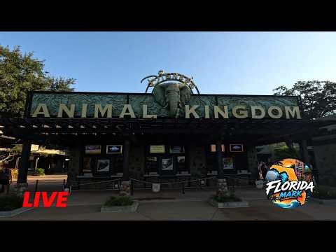 Live: Animal Kingdom, Rides, Walking Tour | Walt Disney World Live Stream