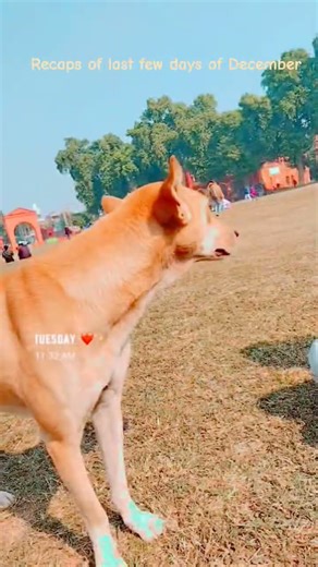 wants to record but uni kept me busy in assignment, end sem paper and practicals #collegelife #viral