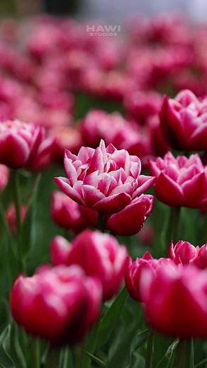 13 reactions | Beautiful Bright Spring Tulips: A Visual Feast for the...