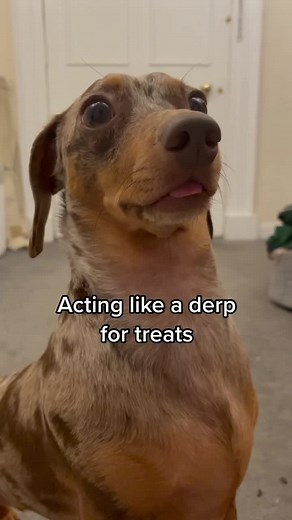 Smart Dachshund Shows Off Tricks in Adorable Close-Ups