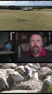 Dung Beetles on farms #farming #dungbeetle #landcare