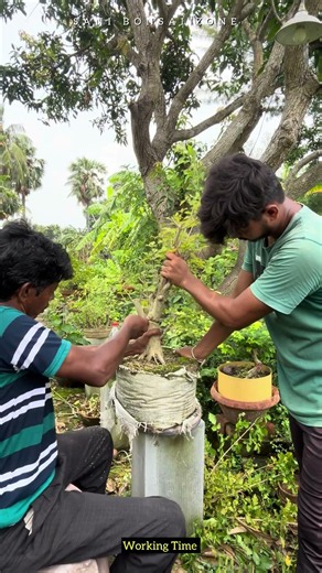 Working Time | Viko Plant Material ￼| Sani Bonsai Zone #bonsai #bonsaicare #bonsaitree