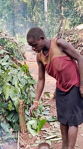 The daily life of Baka families in the forest revolves around hunting, gathering, and fishing. They live in temporary camps with huts made of leaves and branches. The women gather honey, fruits, and roots, while the men hunt small animals. They share everything they obtain and maintain a strong spiritual connection with the forest, which they consider their home and source of life. #inspirationofafrica | Quim Fàbregas - Fotografía y Viajes.