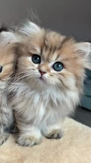 Lovely Cat #katz#cute#cat