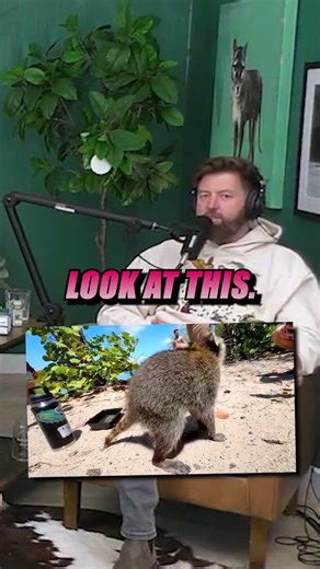 See this raccoon infested island in the USA!