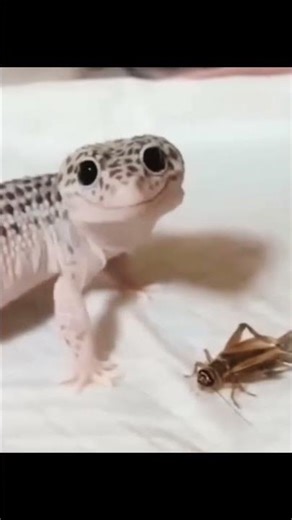 Happy lizard meme template | cute lizard meme template | #memetemps #lizardmeme