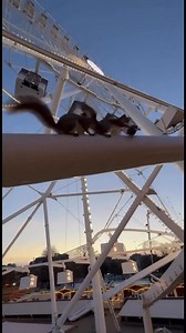 Manchester markets big wheel has been infested with thousands of squirrels, council bosses have said they did not plan this and that it been caused by a box of chestnuts that was accidentally left open over night. The city president has legally claimed owner ship if the squirrels and they are charging £12 for pictures with them ! | BeingHughes