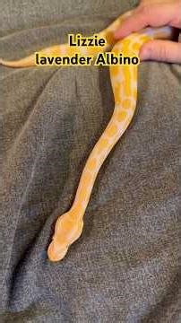 Lavender Albino ball python such a stunning morph #ballpython #python #snake #pets #reptiles #exotic