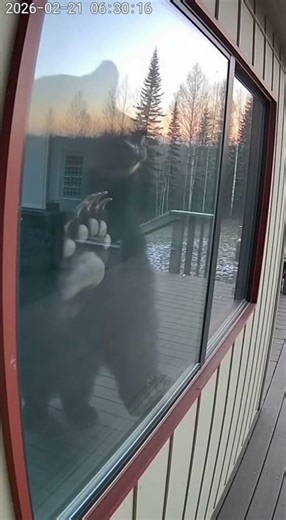 Scary or Funny? A Giant Bear Looking Through My Window! 😱