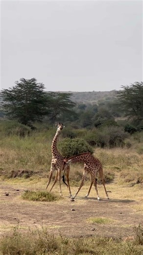 Safari in the middle of a capital city 🦁 | Nairobi National Park, Kenya