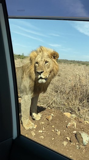 Wildlife_Kenya (@wildlife_kenya)’s videos with original sound - Wildlife_Kenya