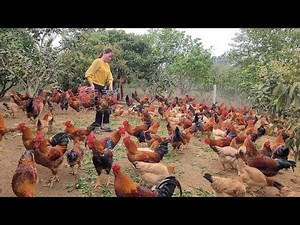Chicken breeding. The secret to raising chickens quickly, beautiful colors. (Episode 145).
