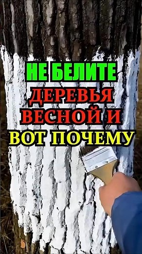 Why don't experienced gardeners whitewash their trees in the spring? The main secret.