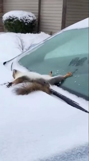 Squirrels fails in snow funny compilation #funnyanimals #funny #petlover