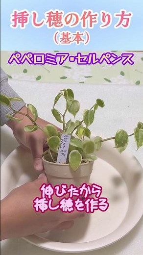 【挿し穂の作り方（基本）】 #挿し穂 #挿し芽 #挿し木 #剪定 #観葉植物初心者 #観葉植物 #植え替え