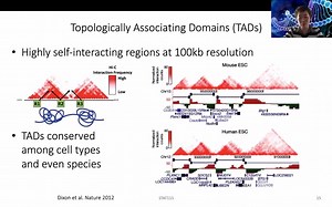 Hi-C结果中寻找拓扑结构域（TADs）