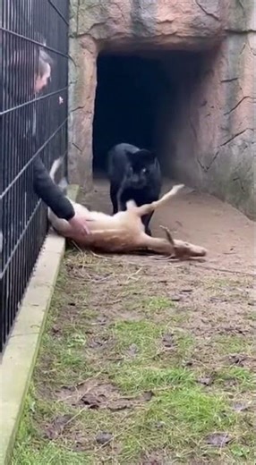 Black Panther Emerges as Crowd Panics at Zoo