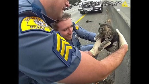 Police rescue distressed kitten from under food truck