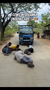 1.1M views · 29K reactions | Cows on the road be like藍 #funny #fpy#srilanka#trending | Akthar’s Zone | Facebook