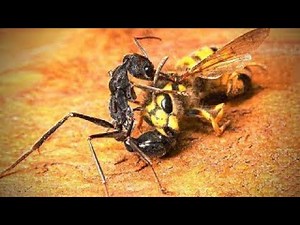 1000 Days in the Life of an Ant Colony: A Simulation