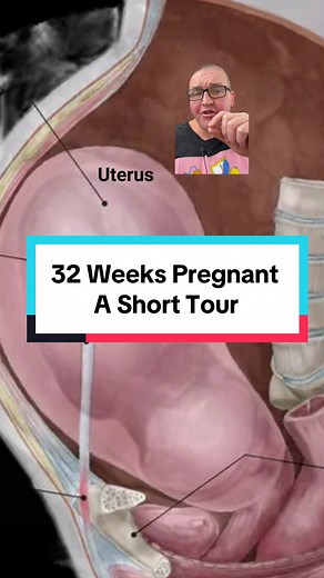 32 Weeks Pregnant: A Fascinating Anatomy Journey