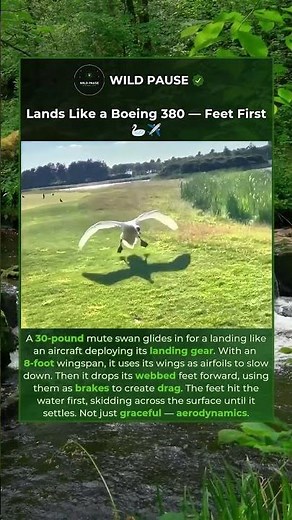 Swan Uses Feet as Brakes — Like Landing Gear 🦢 #shorts