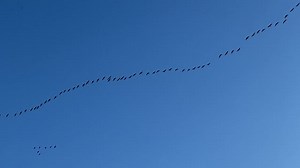 Birds, Migration, Animals. Free Stock Video