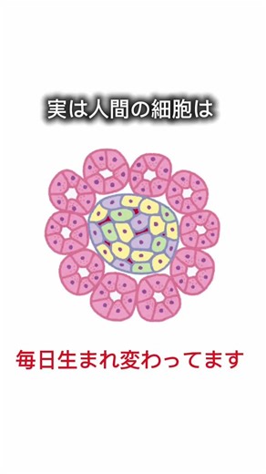 人間の細胞は、、、