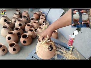 Fawn java Sparrow Breeding season Tips & care 2025-26 | Java sparrow breeding tips | Java Bird