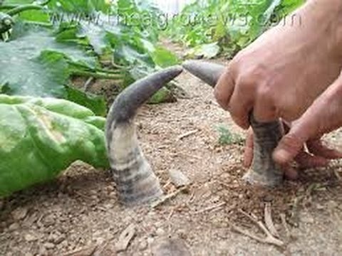 AGRICULTURA BIODINÁMICA PRIMERA PARTE