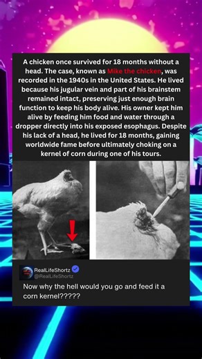 A chicken once survived for 18 months without a head