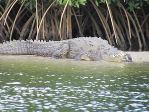 Crocodile Attacks Florida Dog