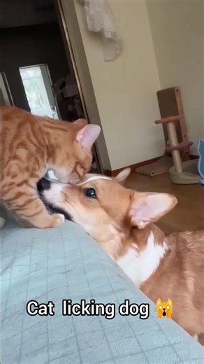 cat licking dog🙀 #funny #catshorts #catvideo #cuteanimals #dogvideo