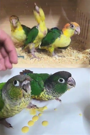 Hand feeding Conures❤️