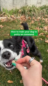 6.2K views · 12 reactions | How to train your dog to potty on command ✨ All you need are:  Patience pants 領 High value treats like Freeze Dried Raw  Dog leash Before you know it you have a potty master! | Open Farm | Facebook