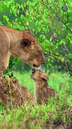 Beautiful Animals Caught in Magical Moments