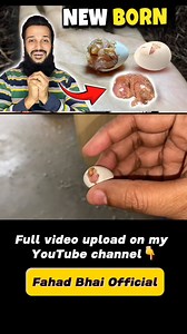 2.6K views · 45 reactions | Parrot egg hatching  #vlog | Fahad Bhai YT | Facebook