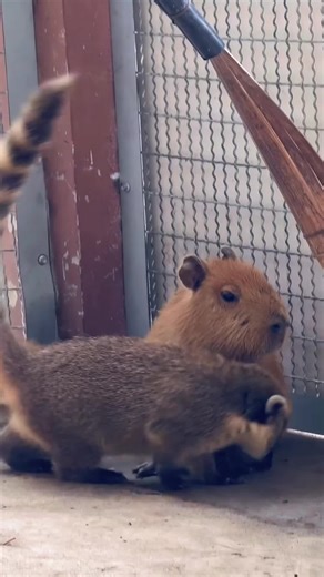 Capybara is thinking: “Mom, save me #capybara #chillcapybara #cuteanimals