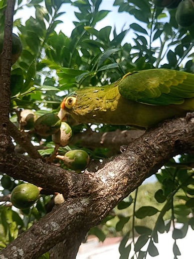 Churrito subido en el árbol de jocotes en El Salvador