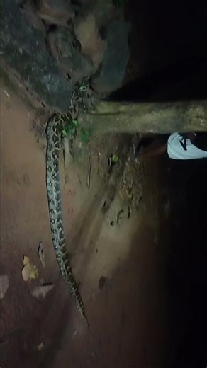 Huge python spotted#snake#adventure#animals.