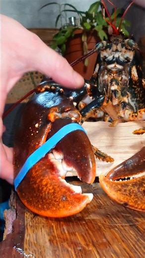 Lobster Cooking on Mini Camping Stove 🔥 | Easy Garlic & Rosemary Recipe