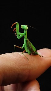 53K views · 3.2K reactions | Praying Mantis  . . . #tinythings #minithings #miniature #polymerclay #polymerclayart #mini #miniatures #natureart #prayingmantis #mantis #polymerclayartist #insects #insectart | Odd Little Workshop | Facebook