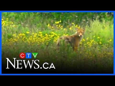 Coyote attack: 14-year-old ambushed in Orleans park