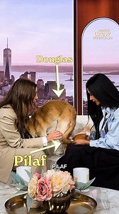 Demi Moore's dog Pilaf meet Drew's dog Douglas! 😍 | The Drew Barrymore Show