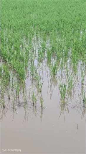 Fish Bait Casting Tutorials