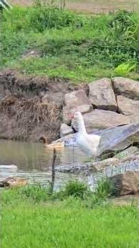 Waiting On A GOOSE! #WhittAcres #enjoynaturetoday #homesteadinglife