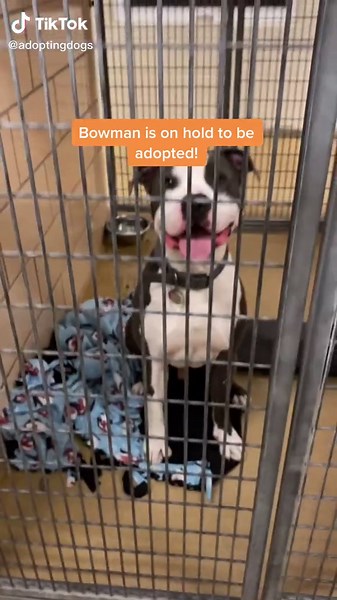 Pitbull Adoption Update: Bowman Finds a Home!