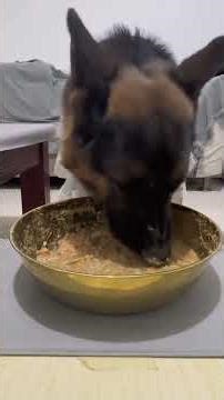 German Shepherd's Daily Meals: A Gourmet Journey