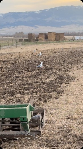 Matt Graham (406Farmer) on Reels